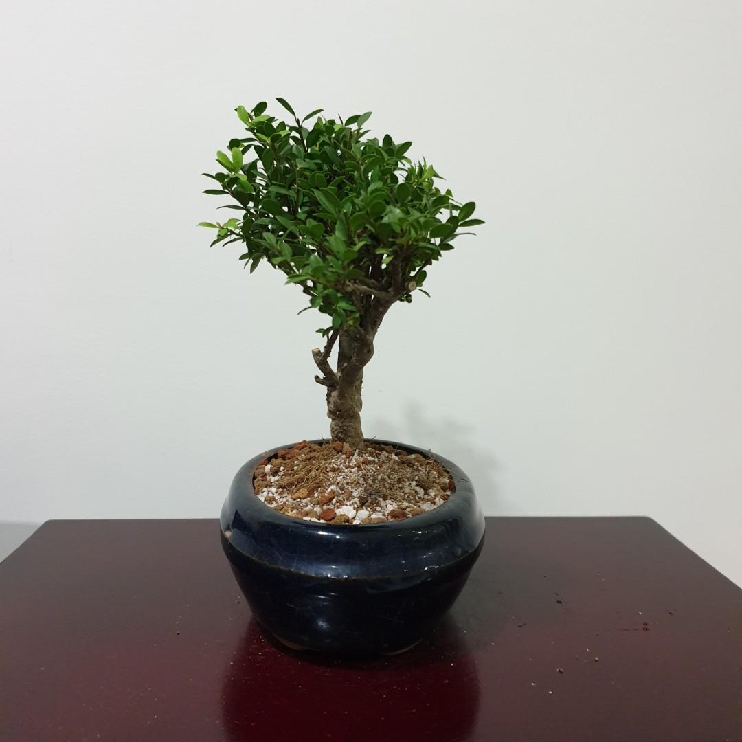 Japanese Spindle Bonsai Tree Zo1 Furniture Home Living Gardening Plants Seeds On Carousell Japanese Spindle Bonsai Tree Zo1 Furniture Home Living Gardening Plants Seeds On Carousell
