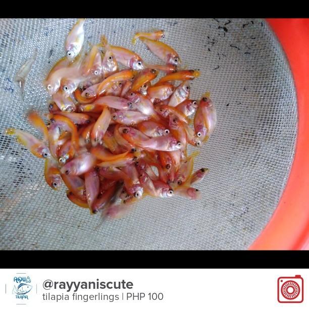 Live Tubifex, black and red tilapia fingerlings, African hito