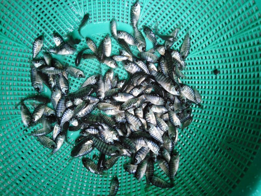 Live Tubifex, black and red tilapia fingerlings, African hito