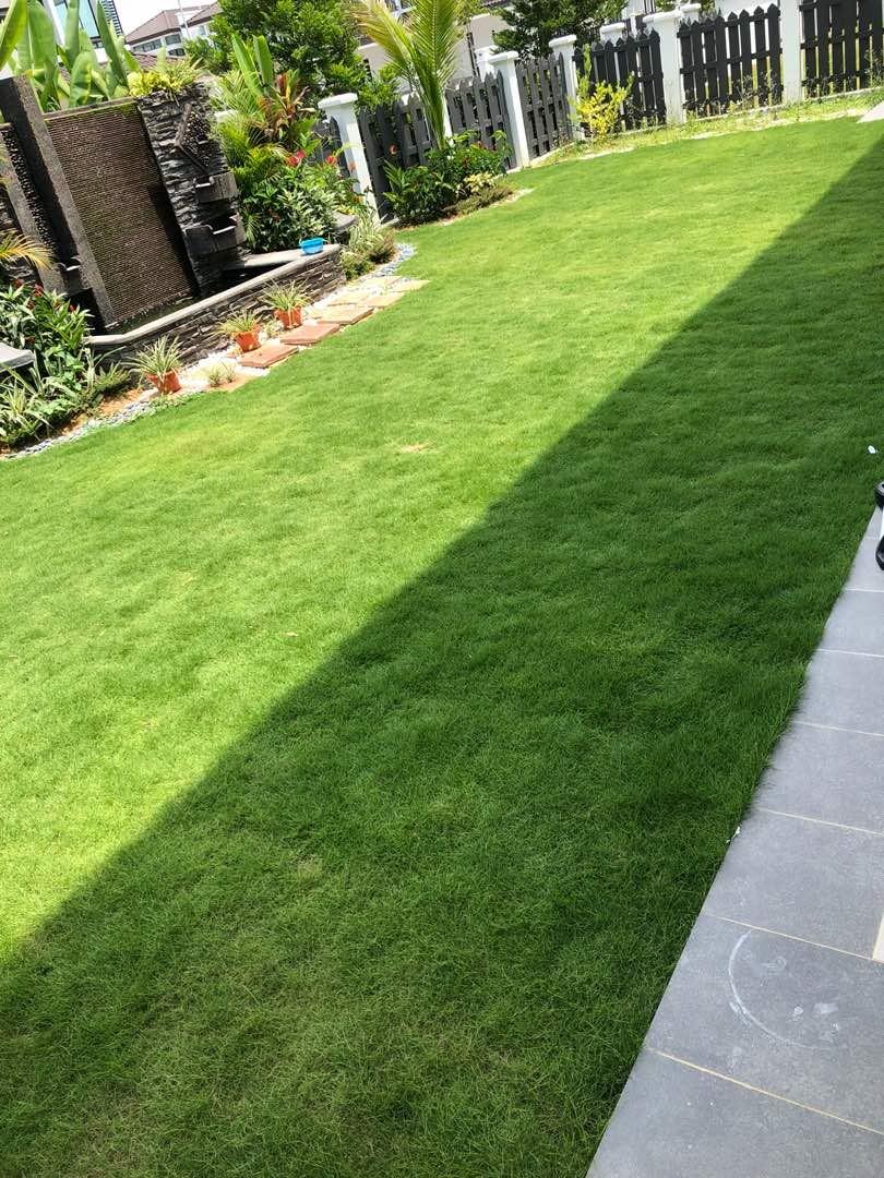 Tanam Rumput Pokok Japan Artificial Cow Grass Murah Home Furniture Gardening On Carousell