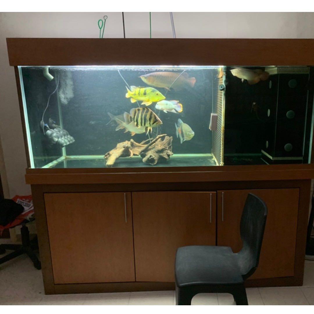 6ft fish tank