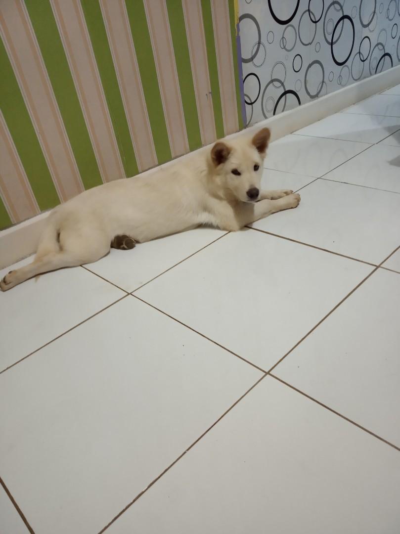 Anjing Kintamani Bali No Stanbum On Carousell