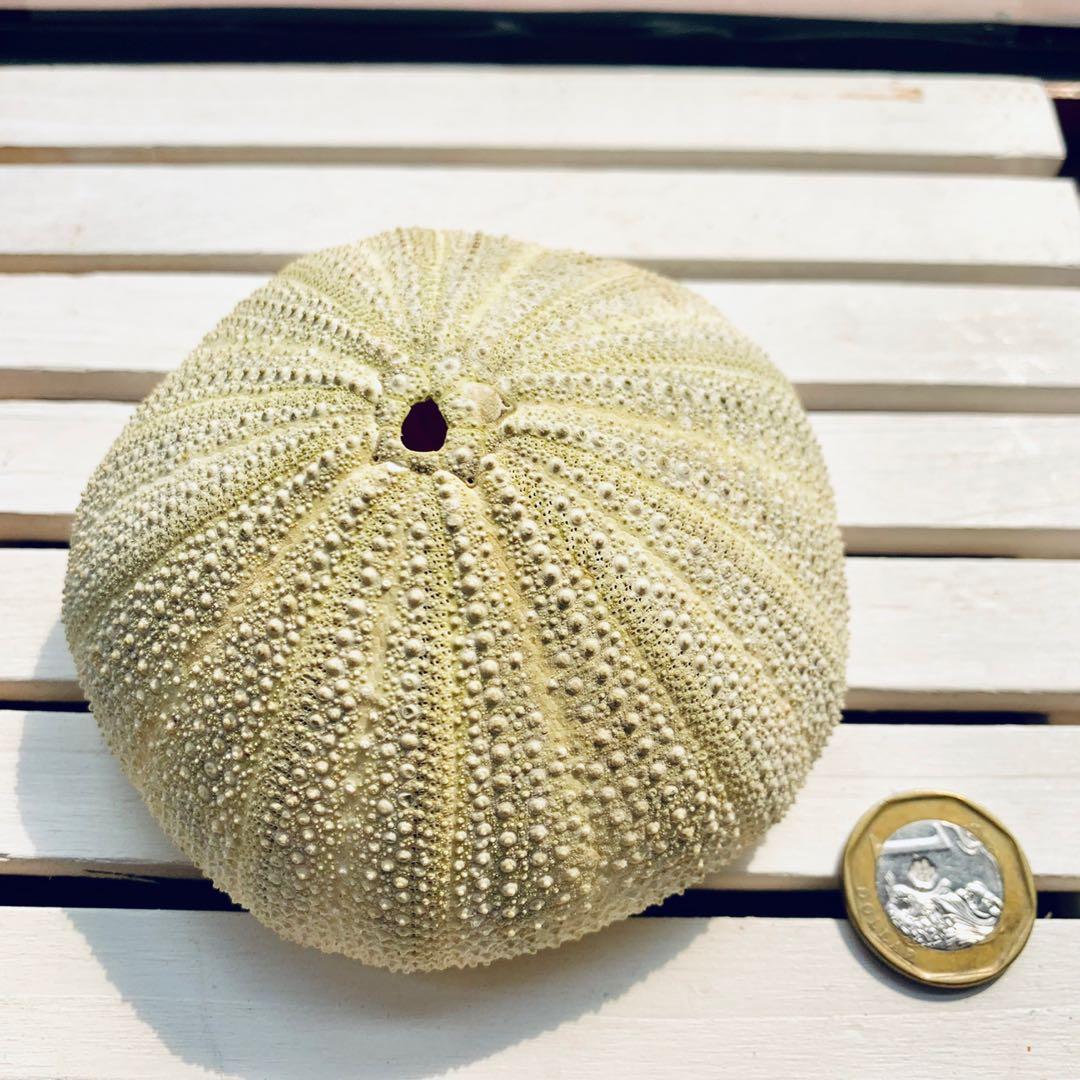 Genuine Sea Urchin Shell Furniture Home Decor Others On Carousell