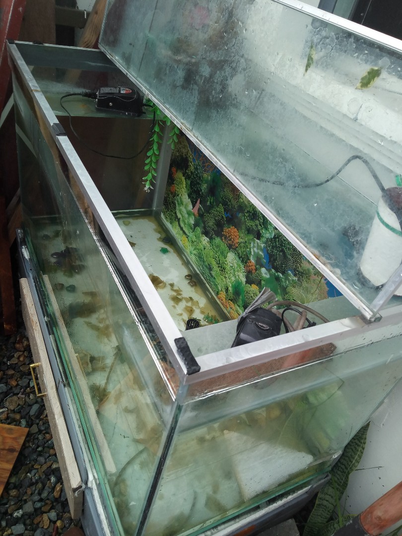 100gal aquarium, Pet Supplies, Homes & Other Pet Accessories on Carousell