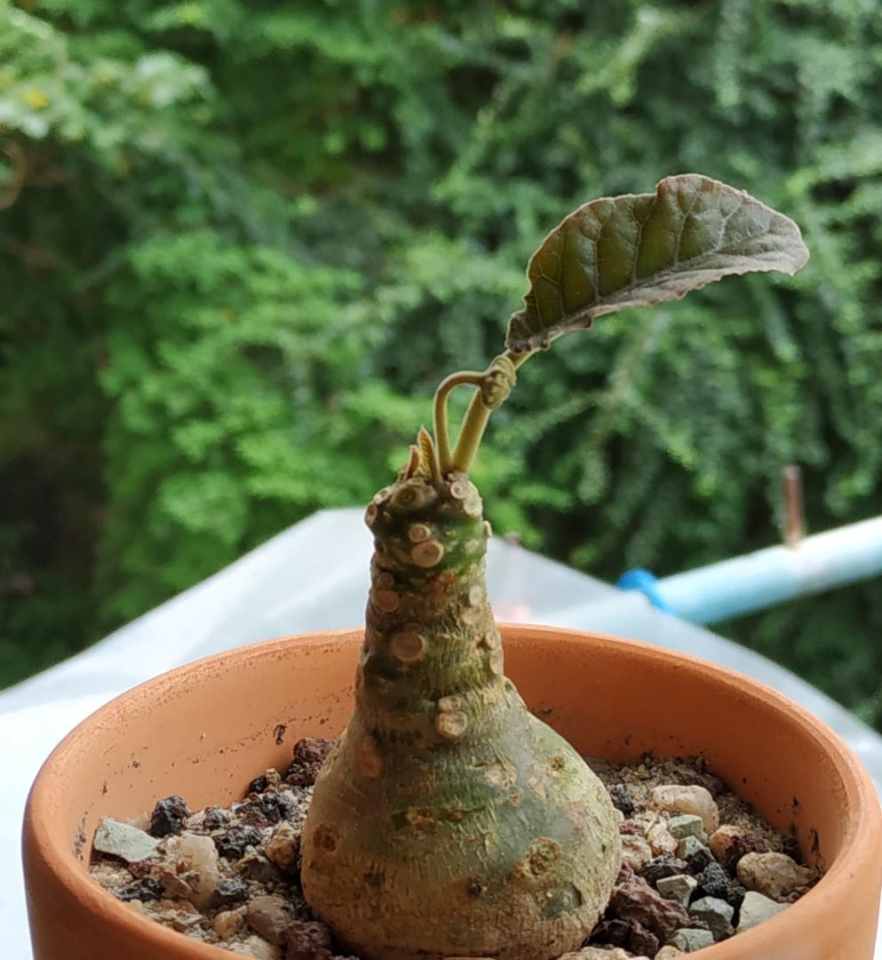 綿葉琉桑萌系塊根多肉植物succulent Floral Plants 傢俬 家居 園藝 植物及種子 Carousell 綿葉琉桑萌系塊根多肉植物succulent Floral Plants 傢俬 家居 園藝 植物及種子 Carousell