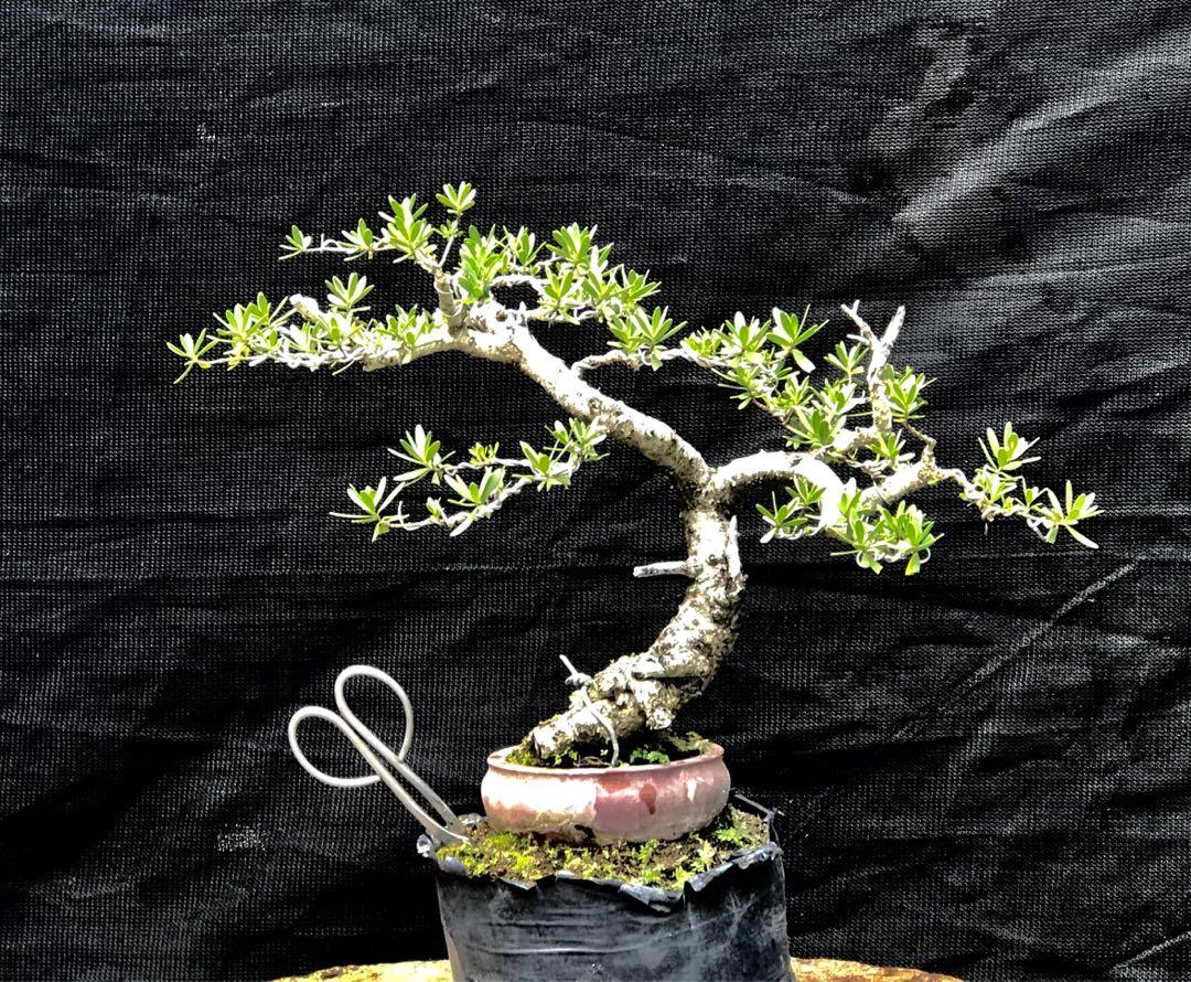 Bonsai bantigue, Gardening, Flowers & Plants on Carousell