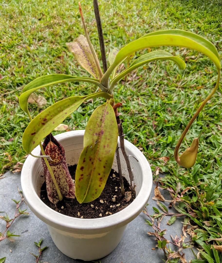 Pitcher Plant Nepenthes Sanguinea Carnivorous Plant In A 8 5cm Pot