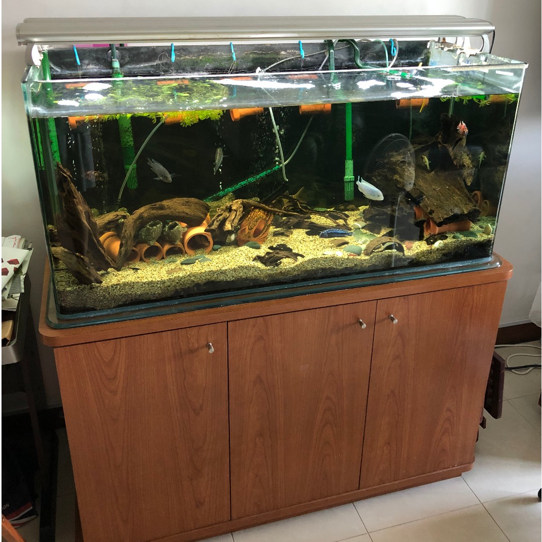 4 feet imported fish tank