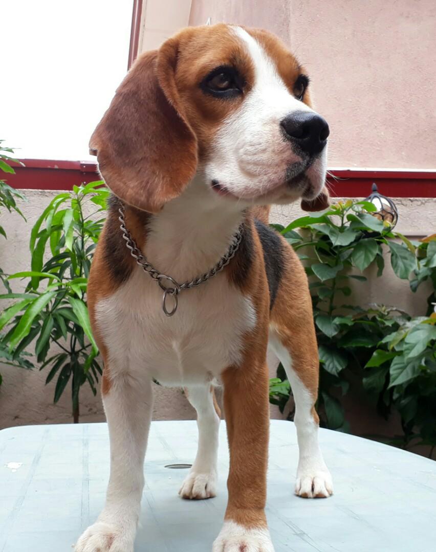 Beagle stud discount service