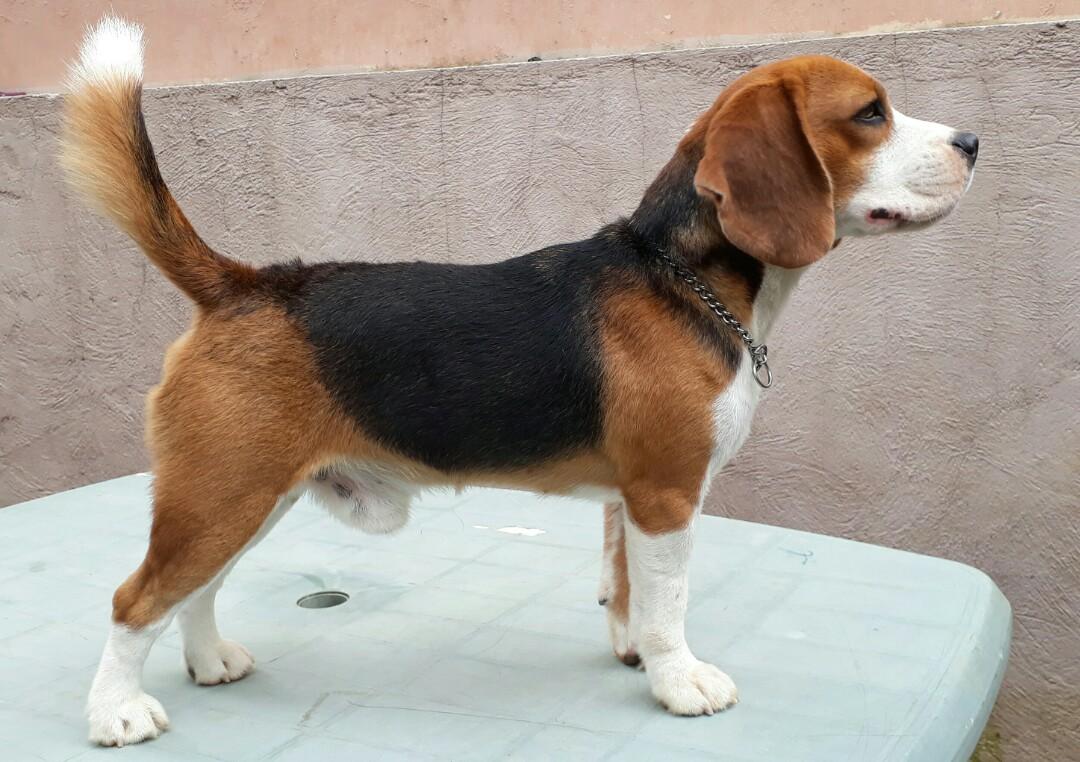 Beagle stud service (Summit), Lifestyle Services, Pet Care Services on