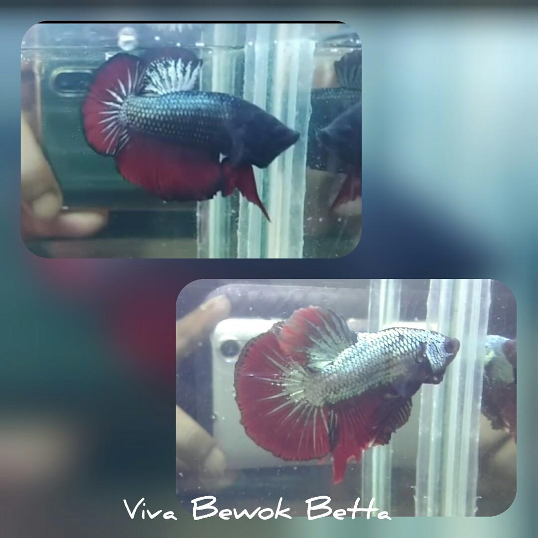 Ikan Cupang Hias Cooper Perlengkapan Hewan Aksesoris Hewan Di Carousell