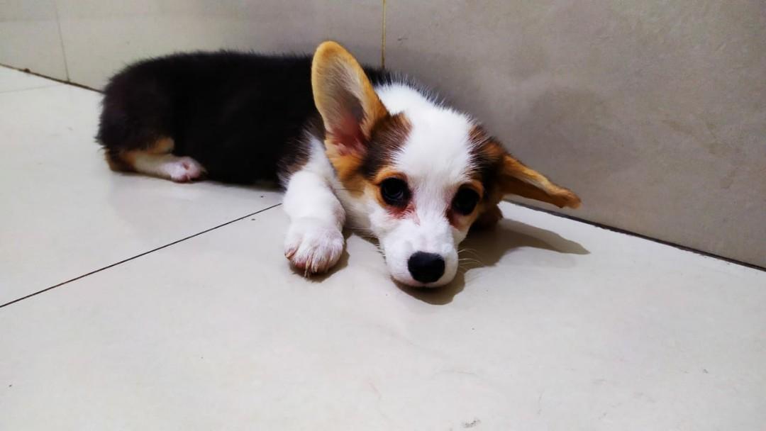 Jual Anjing Corgi Pet Supplies Accessories On Carousell