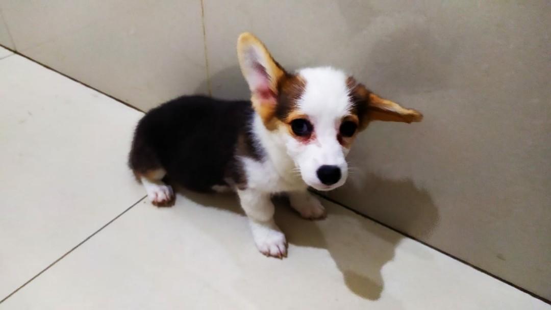 Jual Anjing Corgi Pet Supplies Accessories On Carousell
