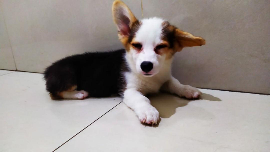 Jual Anjing Corgi Pet Supplies Accessories On Carousell