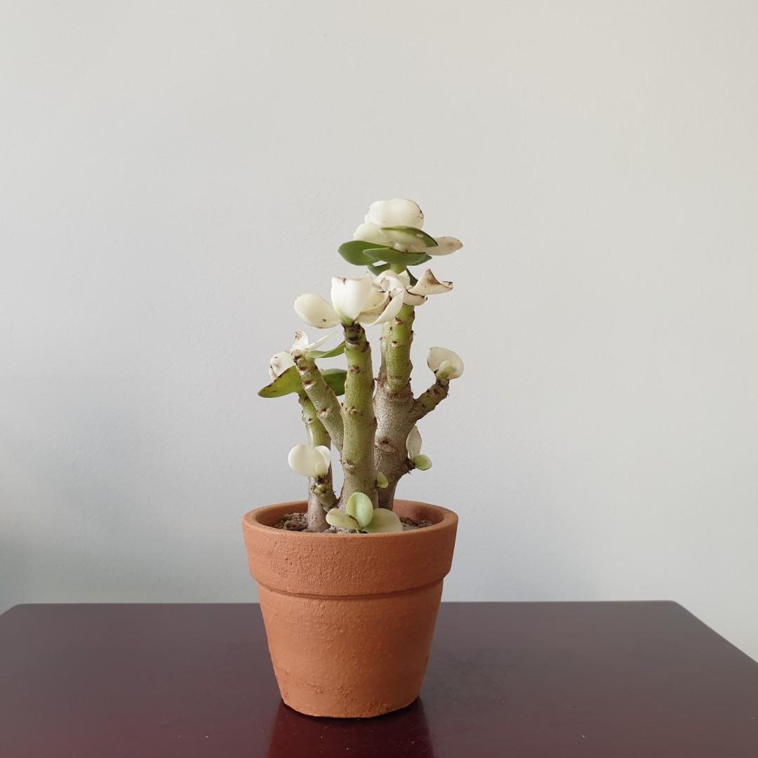 Tower Succulent Albino B13 Furniture Home Living Gardening Plants Seeds On Carousell