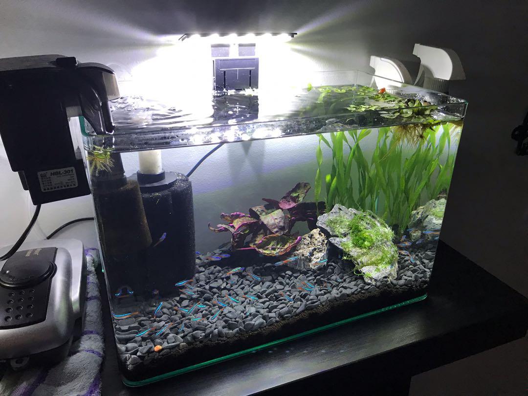 Fish tank, Pet Supplies, Homes & Other Pet Accessories on Carousell