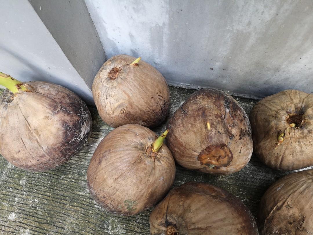 Coconut Seed (Tubo), Furniture & Home Living, Gardening, Pots ...