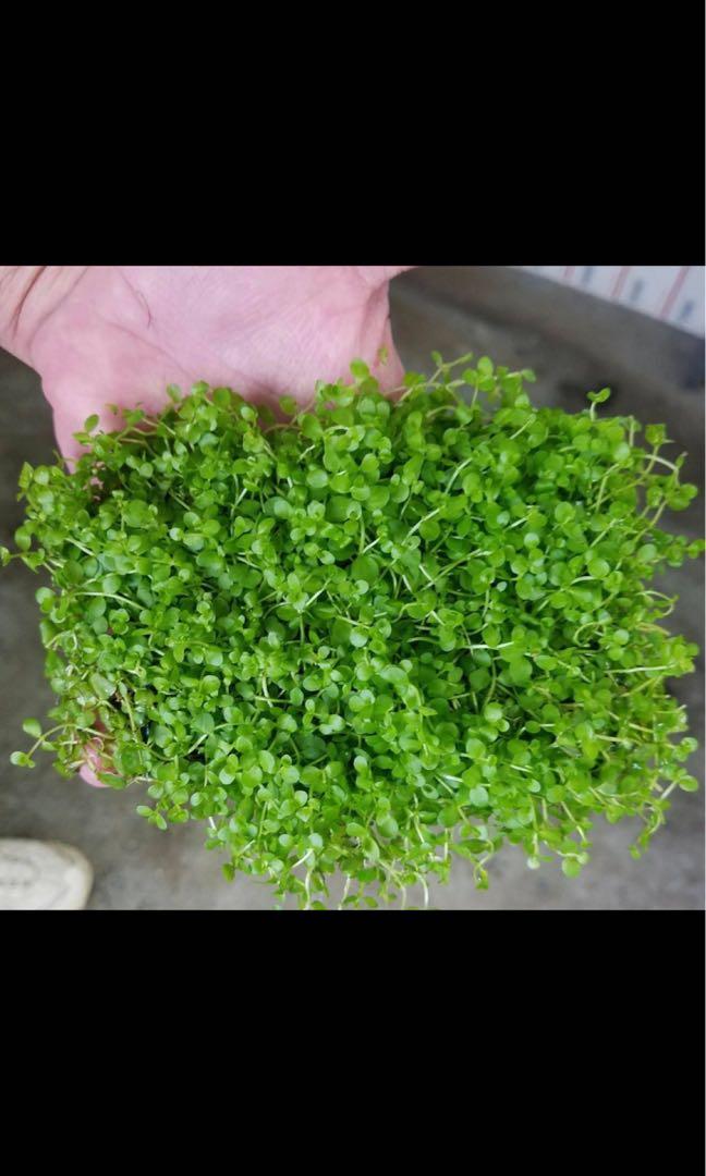 Monte Carlo aquarium carpet, Furniture & Home Living, Gardening, Plants