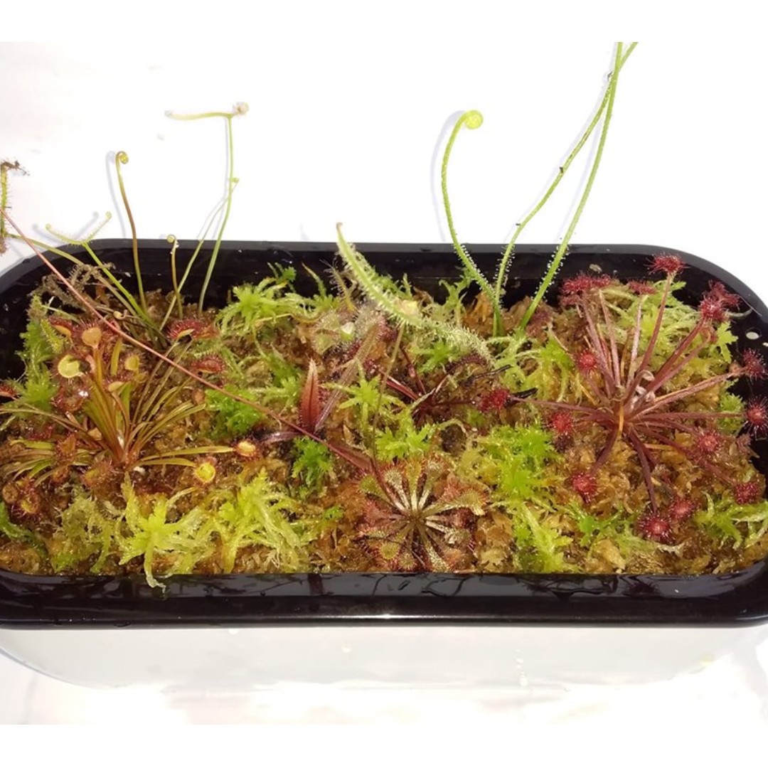 Custom make carnivorous plants terrarium in self watering pot