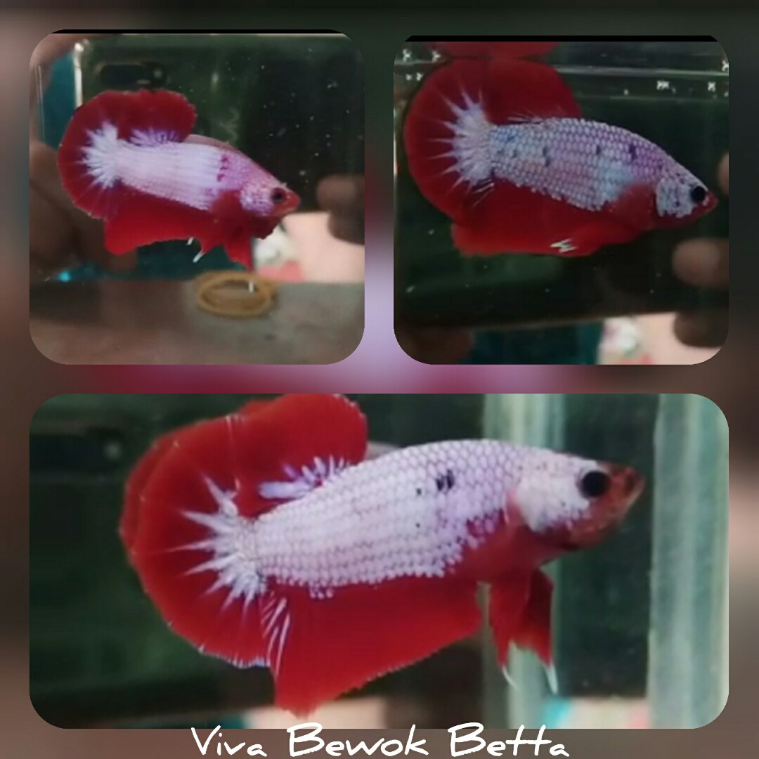 Ikan Cupang Hias Fancy Perlengkapan Hewan Aksesoris Hewan Di Carousell