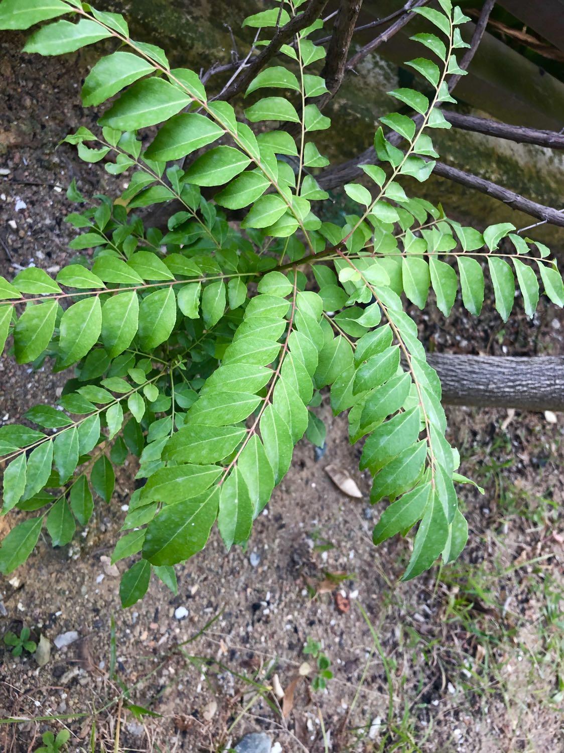 Free Baby curry leaves plant, Furniture & Home Living, Gardening, Plants & Seeds on Carousell