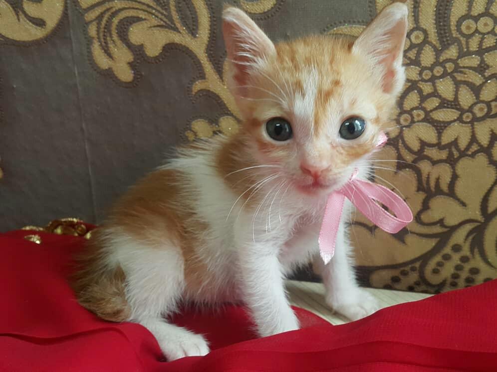 Free Kitten Adoption On Carousell