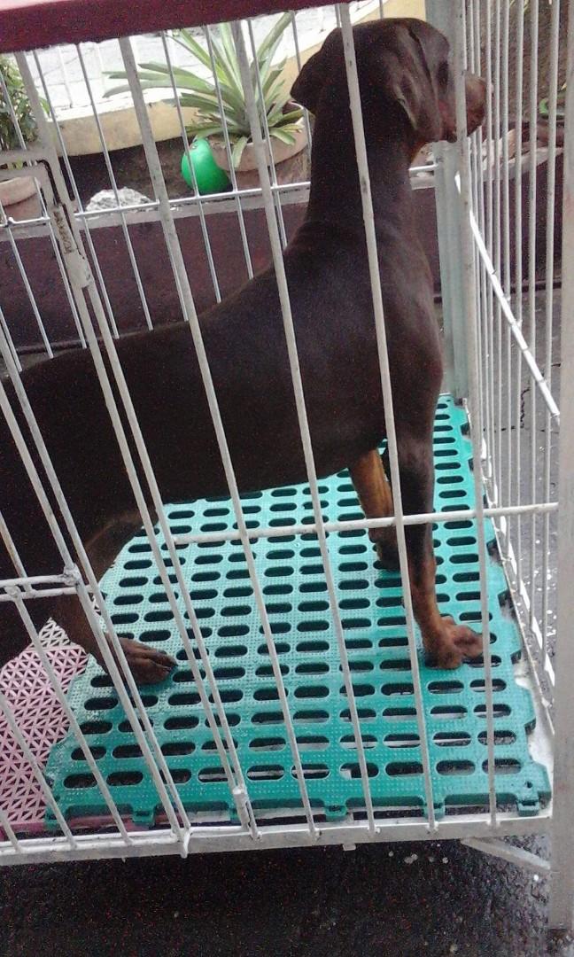 Pet Matting Pets Supplies Pet Accessories On Carousell