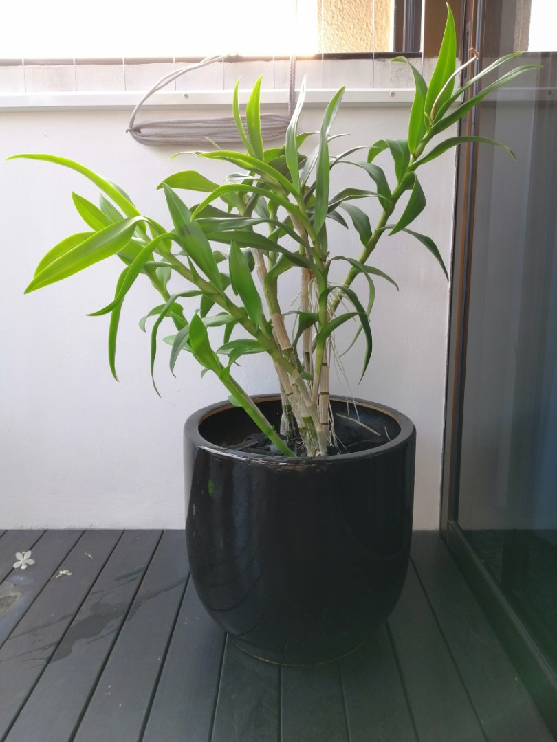 Large White Orchid With Large Black Ceramic Planter Gardening Pots Planters On Carousell