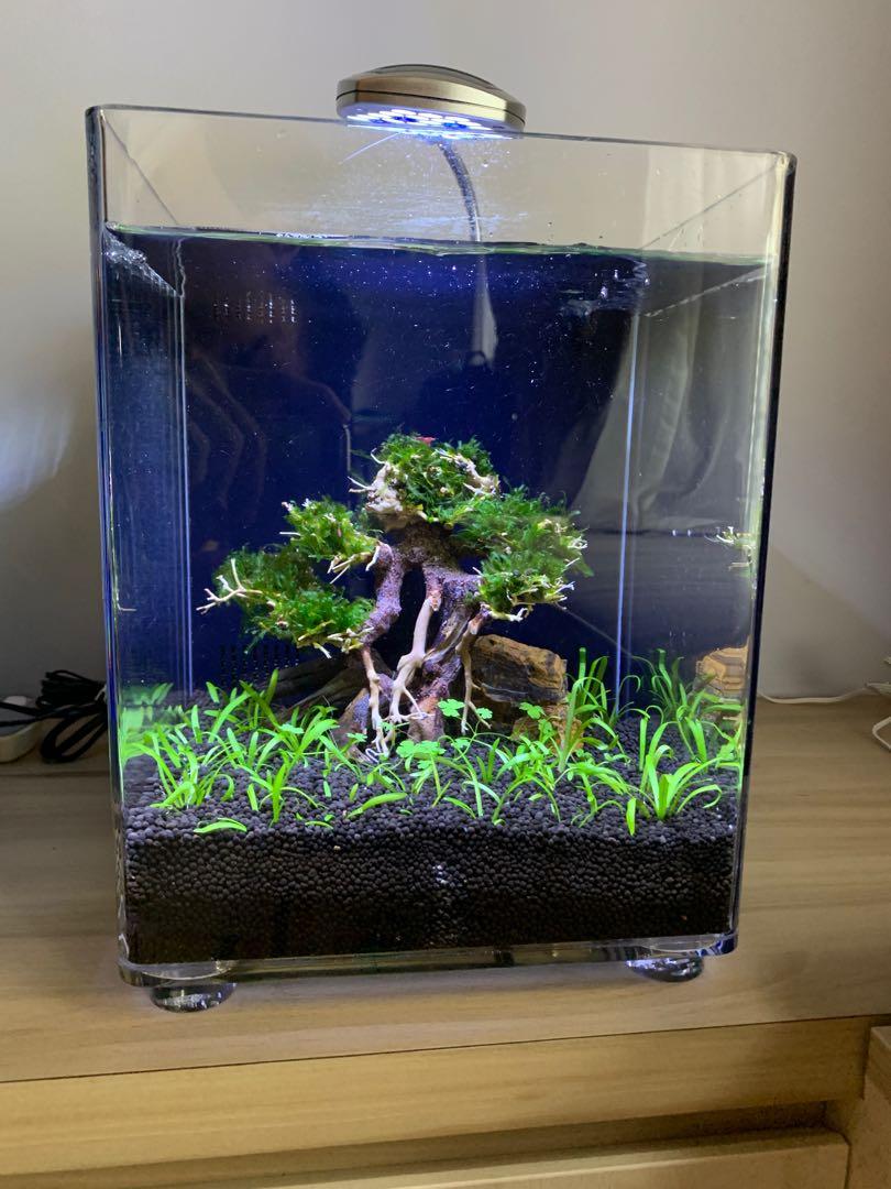 Low Tech Bonsai Tank Aquascape Service Lifestyle Services Others On Carousell