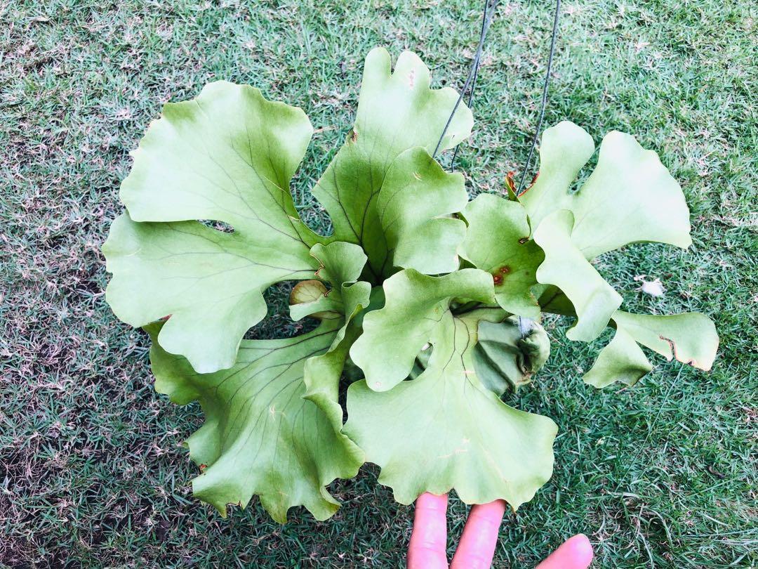 Platycerium Ridleyi Plant Wide Form Staghorn Home Furniture Gardening On Carousell Platycerium Ridleyi Plant Wide Form Staghorn Home Furniture Gardening On Carousell