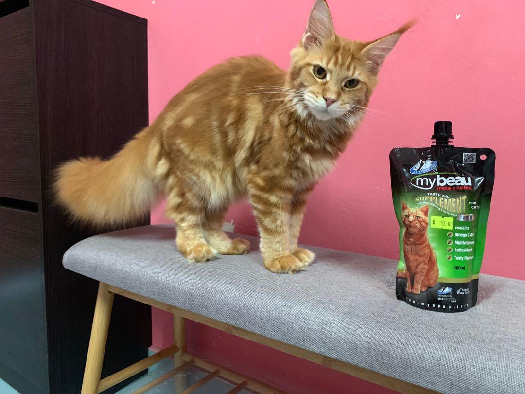 Supplement Bulu Mybeau Pet Supplies Pet Food On Carousell