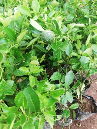 Grafted Fruit Trees Flowers Plants Carousell Philippines