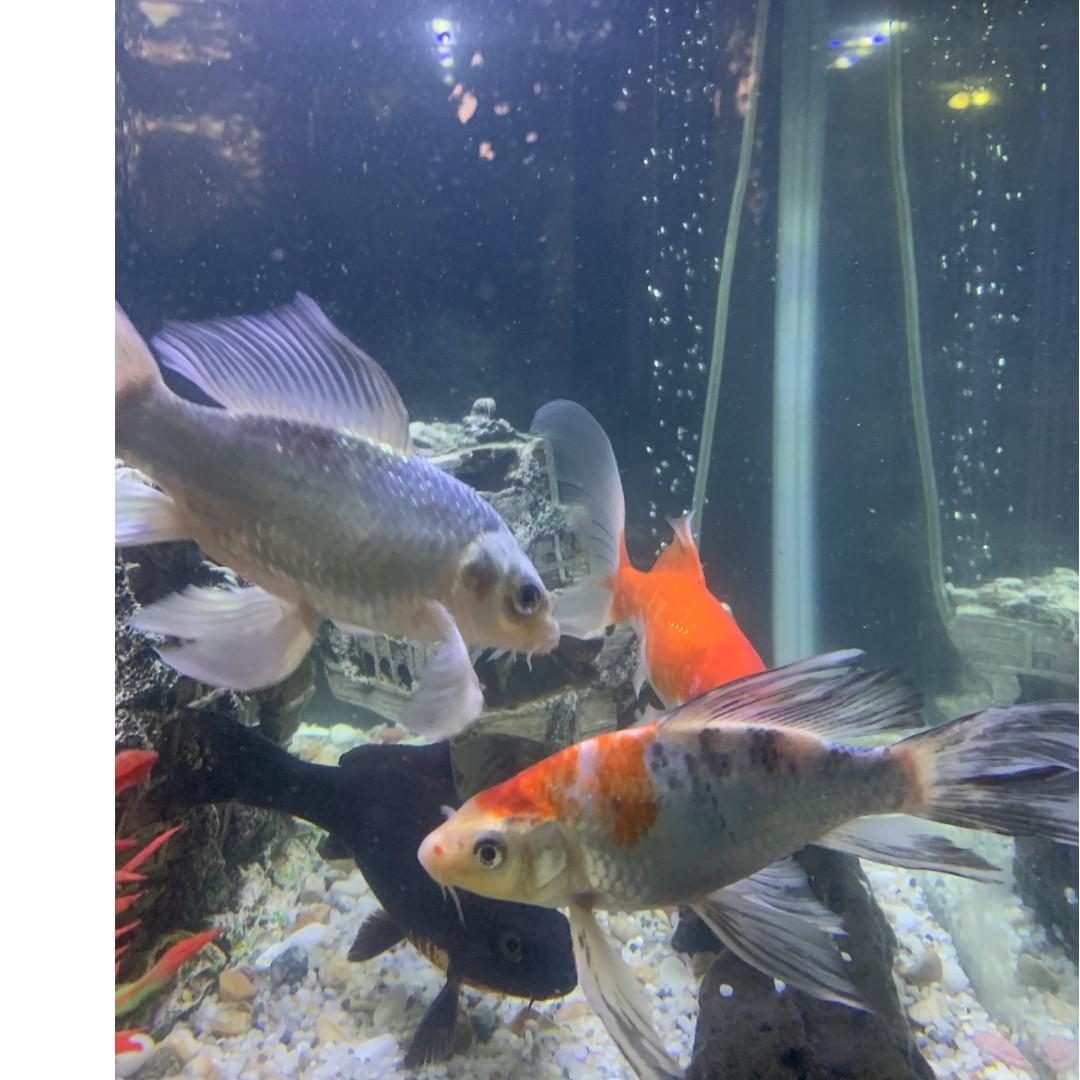 Free 4 Koi Fish to Good Home Pet Supplies Homes Other Pet Accessories on Carousell