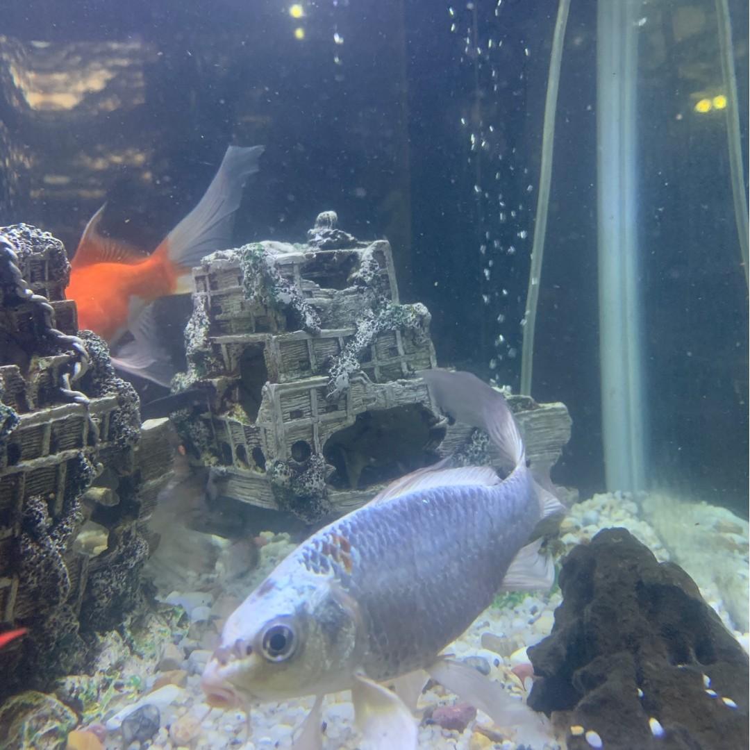 Free 4 Koi Fish to Good Home Pet Supplies Homes Other Pet Accessories on Carousell
