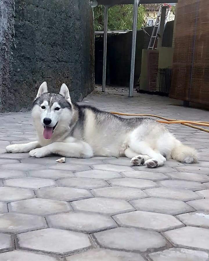 Husky shop dog harga