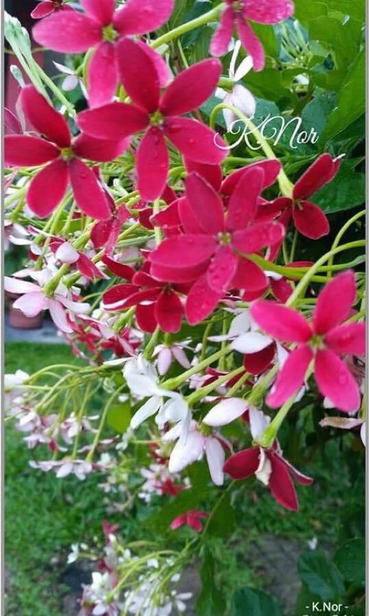 Pokok Akar Dani Hawaii Home Furniture Gardening On Carousell