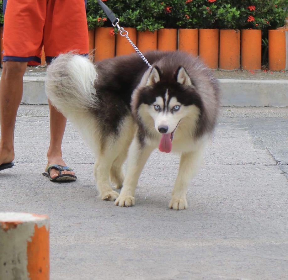 siberian husky stud