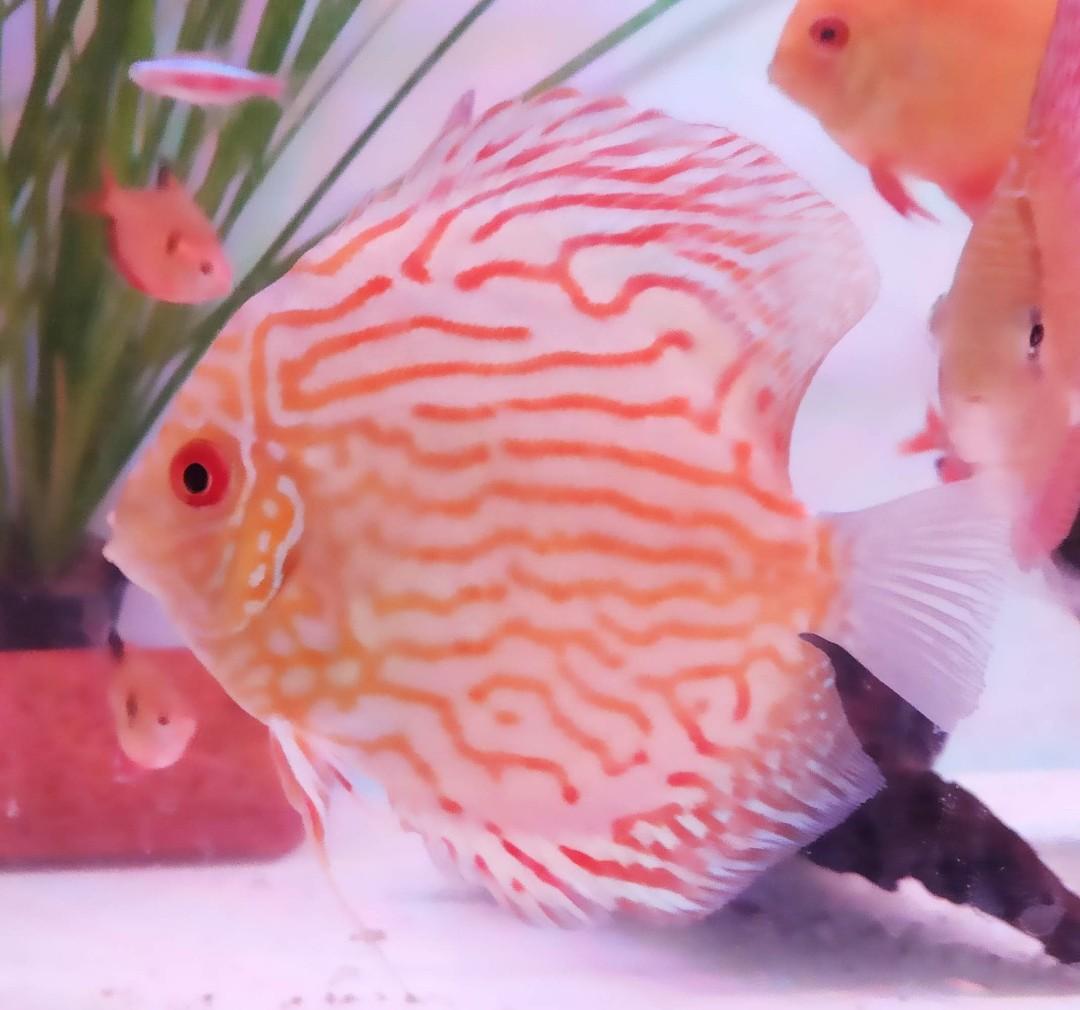 discus fish for sale, Everything Else, Others on Carousell