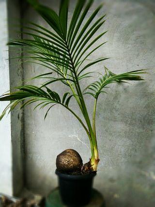 Bonsai Coconut Tree Price - bonsai tree Bonsai Coconut Tree Price - bonsai tree