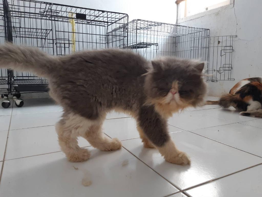 Persia Peaknose Long Hair Pet Supplies Accessories On Carousell
