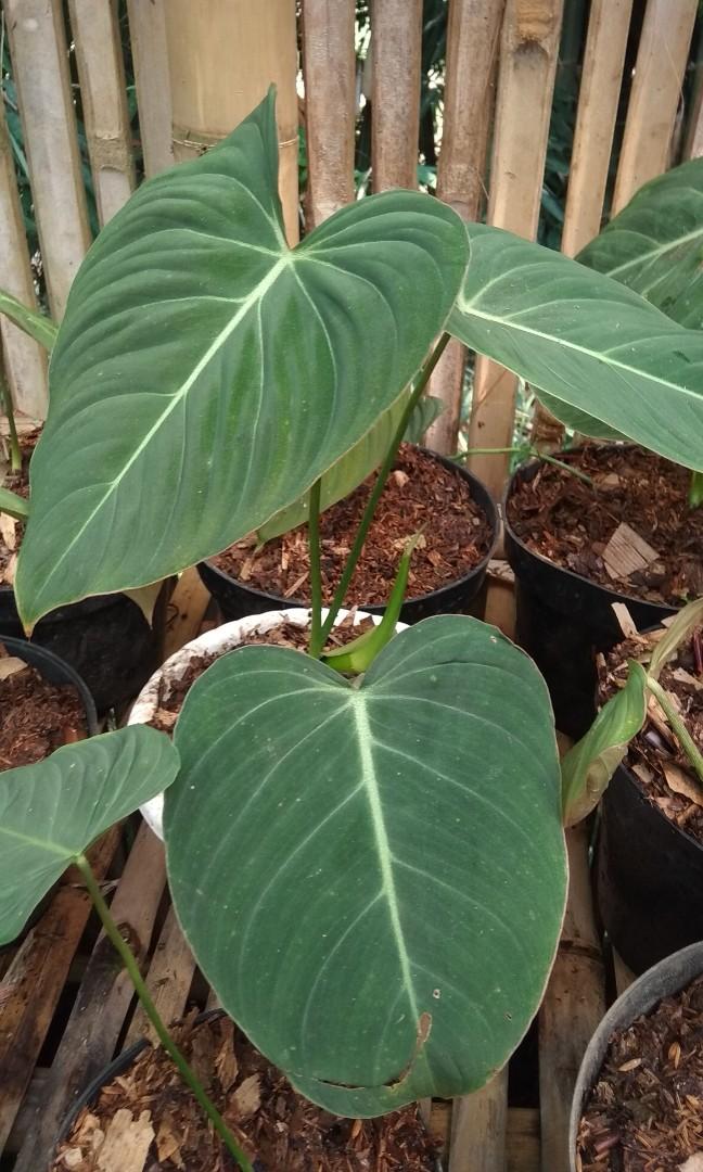 Philodendron Glorious Gloriosum X Melanocrysum Gardening Plants On Carousell