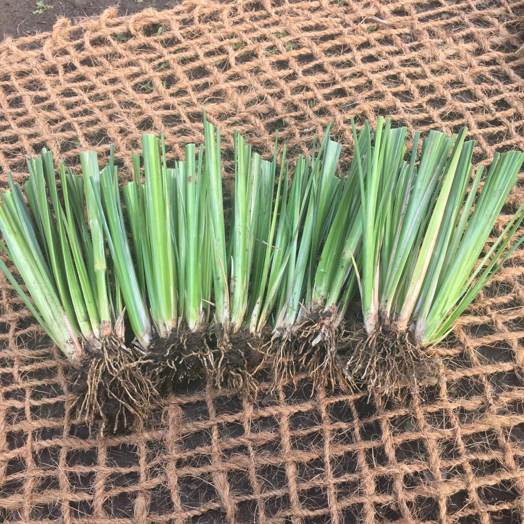 Vetiver Grass for soil erosion control, Commercial & Industrial ...