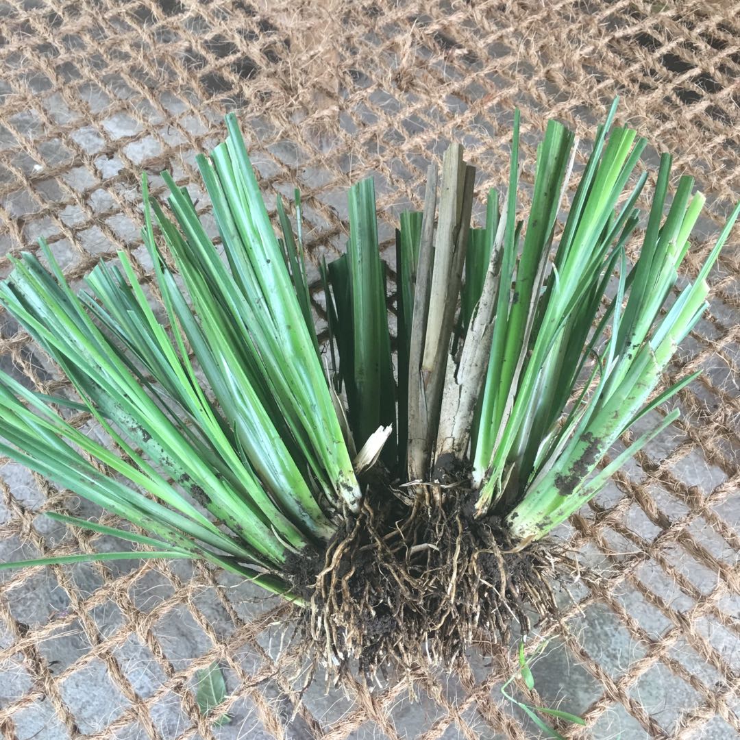 Vetiver Grass for soil erosion control, Commercial & Industrial ...