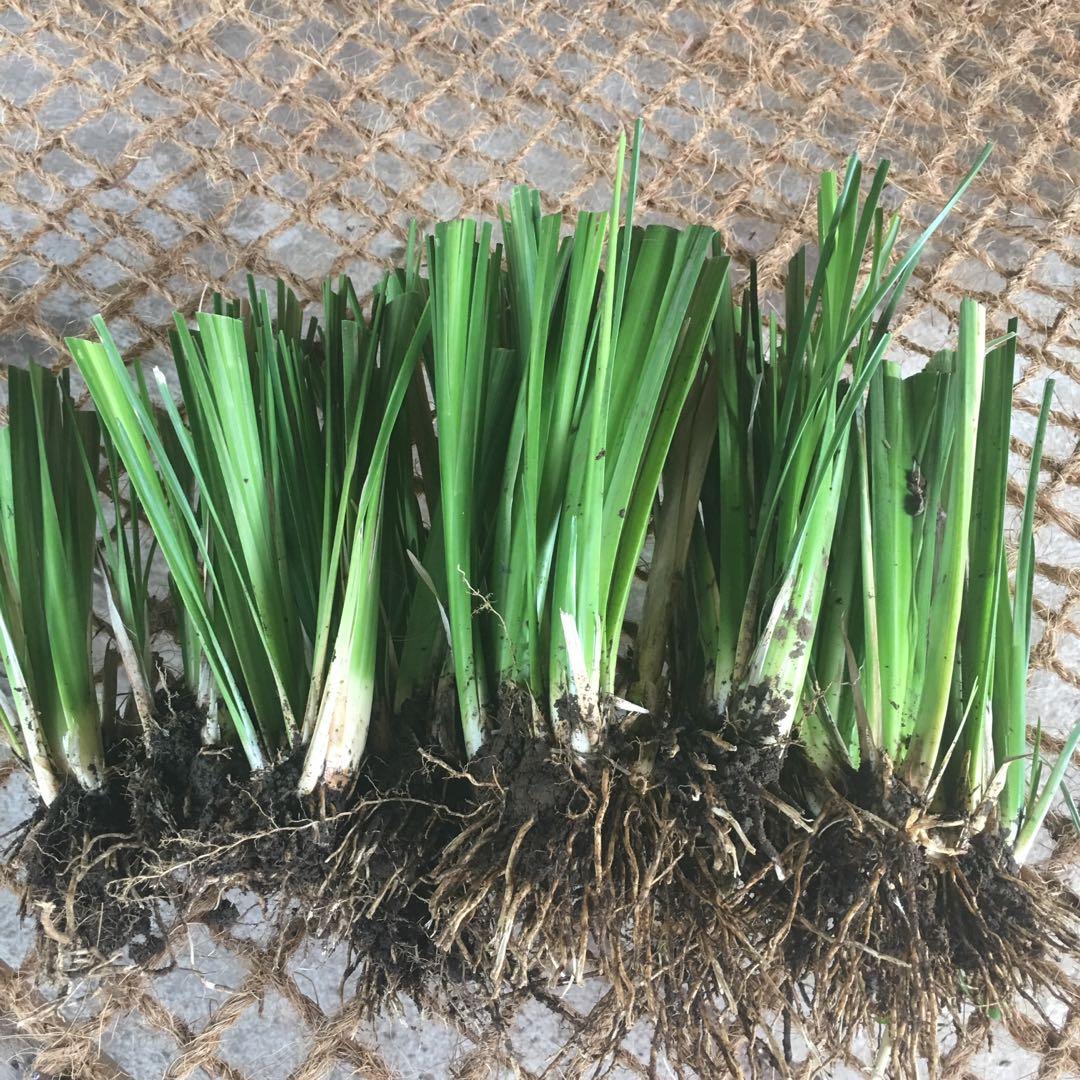 Vetiver Grass for soil erosion control, Commercial & Industrial ...