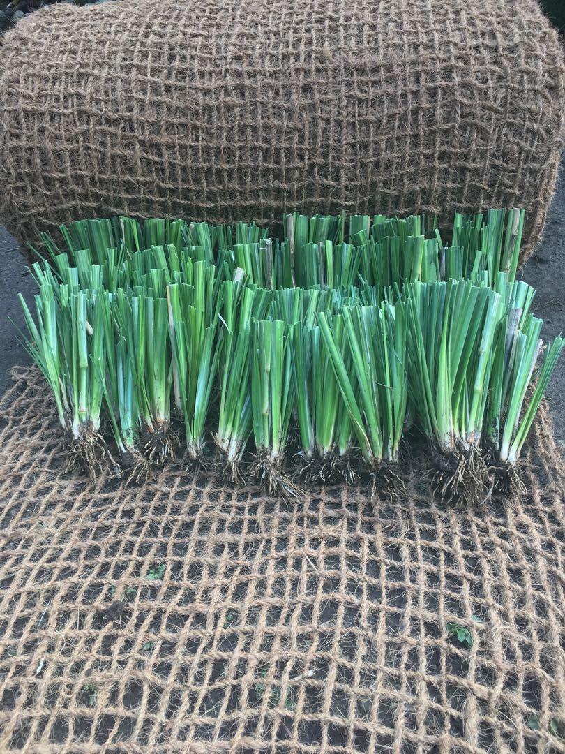 Vetiver Grass for soil erosion control, Commercial & Industrial ...