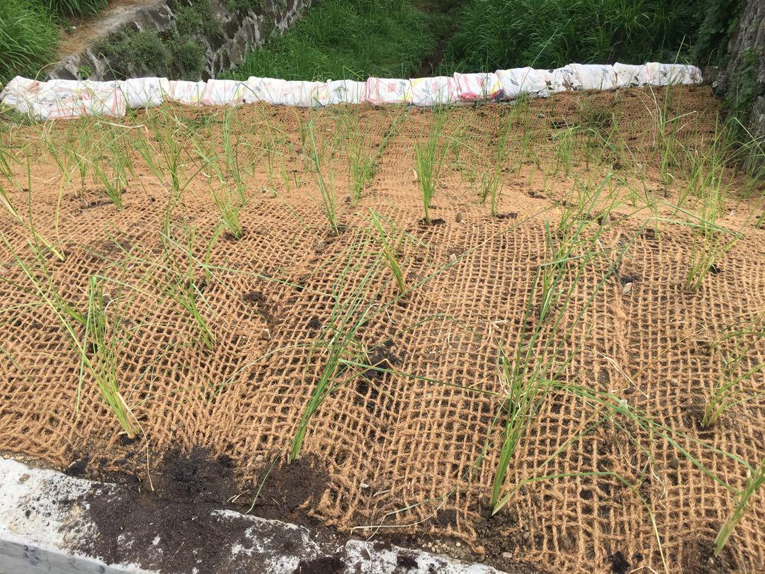 Vetiver Grass for soil erosion control, Commercial & Industrial ...