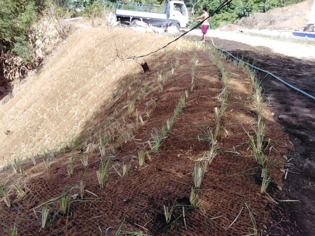 Vetiver Grass for soil erosion control, Commercial & Industrial ...