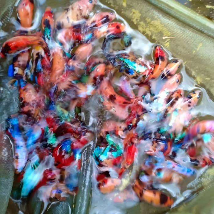 Ikan Cupang Betina Koi Nemo Galaxy Multicolour Perlengkapan Hewan Makanan Hewan Di Carousell