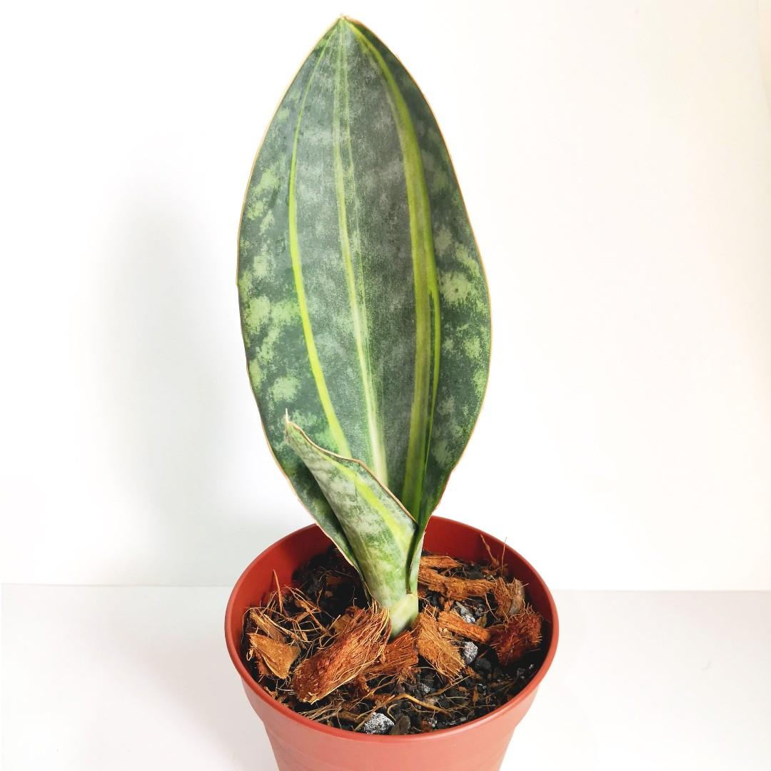 Sansevieria Masoniana Whale Fin Variegated Furniture Home Living Gardening Plants Seeds On Carousell