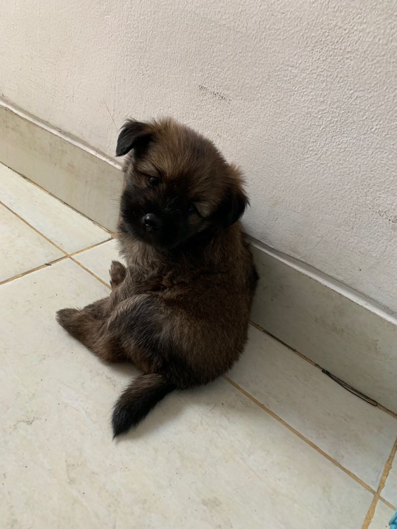 Anjing Mix Pom Shihtzu Everything Else Others On Carousell